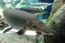 Thanh Hóa: Vụ ngộ độc thực phẩm là do ăn trứng cá sấu hỏa tiễn