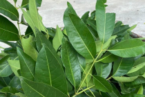 Top 4 loại trà thanh nhiệt nên uống sau chuỗi ngày ăn Tết