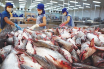 Bất chấp biến động toàn cầu, xuất khẩu thủy sản hướng tới mục tiêu 11,5 tỷ USD