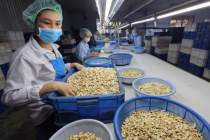 Ngành điều đặt mục tiêu xuất khẩu 5 tỷ USD năm 2026