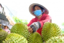 Xuất khẩu rau quả tăng tốc, đối mặt áp lực chi phí
