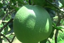 Australia công bố điều kiện nhập khẩu cho bưởi tươi của Việt Nam