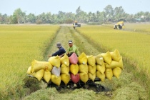 Ngành lúa gạo Việt Nam và bài toán nâng cao giá trị bền vững