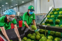 Bưởi và chanh Việt Nam rộng cửa xuất khẩu chính ngạch sang Trung Quốc