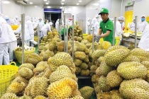 Xuất khẩu rau quả 'tăng tốc' bằng hộ chiếu xanh và chế biến sâu