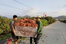 Bắc Ninh: Sản lượng vải thiều giảm 50%, doanh thu vẫn cán mốc 3.700 tỷ đồng