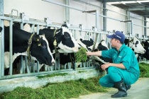 Chăn nuôi Việt Nam: Từ cuộc đua sản lượng sang cuộc đua tiêu chuẩn