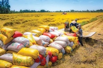 Giải pháp thúc đẩy xuất khẩu gạo, góp phần tăng trưởng 2 con số