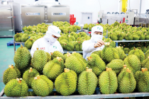Hoàn thiện 'hạ tầng kỹ thuật' để xuất khẩu rau quả sang Trung Quốc bứt phá