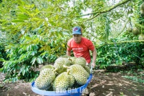 Đắk Lắk xây dựng 3 kịch bản tiêu thụ 500.000 tấn sầu riêng vụ 2026