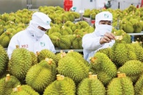 Xuất khẩu rau quả Việt Nam tăng trưởng mạnh, hướng đến mốc 10 tỷ USD