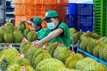 Ngành sầu riêng Việt muốn vươn xa, liên kết phải bắt đầu từ vườn