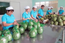 Úc tạm dừng nhập khẩu trái bưởi tươi, Bộ Nông nghiệp chỉ đạo khắc phục