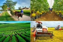 Quy định mới nhất về cơ chế phát triển sản xuất liên kết theo chuỗi giá trị