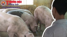 Ai đang hưởng lợi trên lưng người nuôi lợn?