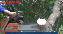 Hà Nội: Khởi động việc di dời, chặt hạ 1.159 cây xanh trên đường Phạm Văn Đồng