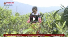 Shanam - Thương hiệu trà cổ thụ hàng đầu Việt Nam