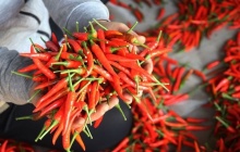 Xuất khẩu trái ớt của Việt Nam tăng mạnh trong quý đầu năm