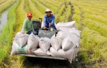 Xuất khẩu gạo sang Singapore tăng trưởng tốt trong quý I/2024