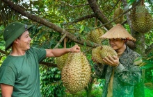 Thí điểm truy xuất nguồn gốc sầu riêng - mặt hàng xuất khẩu chủ lực của nông nghiệp Việt Nam