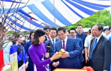 Trà hoa vàng Hakodae Orgavina: “Nữ hoàng của các loài trà” giữa núi rừng miền Bắc 