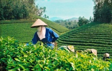 Bộ Công Thương khẩn trương tháo gỡ ách tắc cho gần 500 container chè tại Pakistan