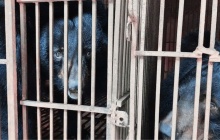 Hà Nội là điểm nóng lớn nhất về nuôi nhốt gấu tại Việt Nam  