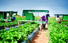 7 nhiệm vụ trọng tâm của ngành Nông nghiệp và Môi trường trong năm 2026