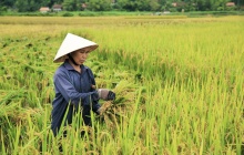 Các trường hợp miễn thuế sử dụng đất nông nghiệp từ ngày 1/1/2026 đến hết năm 2030