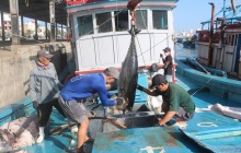 Tiêu chuẩn bền vững MSC, tấm vé để cá ngừ Việt giữ thị phần tại Canada