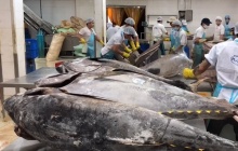 Xuất khẩu cá ngừ sang Tây Ban Nha dự kiến tăng nhẹ trong năm 2026