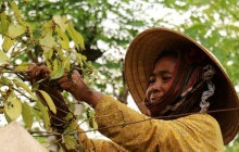 Xuất khẩu hồ tiêu và gia vị Việt Nam cán mốc 2 tỷ USD