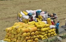 Việt Nam dự kiến xuất khẩu 7,73 triệu tấn gạo trong năm 2026