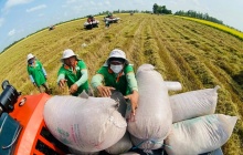 Gạo phát thải thấp: 'Chìa khóa' nâng tầm thương hiệu và giá trị xuất khẩu gạo Việt
