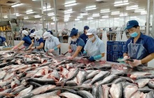 Xuất khẩu cá tra và surimi  - 'chìa khóa' bứt phá thị trường năm 2026