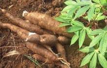 Ngành sắn Việt Nam và thách thức từ bài toán truy xuất nguồn gốc