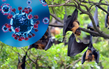 Bộ Y tế yêu cầu sẵn sàng ứng phó sự cố lây truyền bệnh của virus Nipah qua thực phẩm