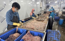 Thu giữ gần 60 tấn lòng lợn đổi màu, bốc mùi hôi thối ở Hà Nội