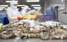 Xuất khẩu tôm Việt Nam sang Trung Quốc tăng mạnh nhờ phân khúc cao cấp