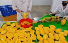 Nông sản Việt trước “làn sóng” kiểm soát mới từ Ba Lan và EU