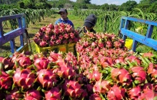 Xung đột Trung Đông: Nông sản Việt 'xoay trục' chiến lược để giữ vững thị phần xuất khẩu