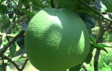 Australia công bố điều kiện nhập khẩu cho bưởi tươi của Việt Nam