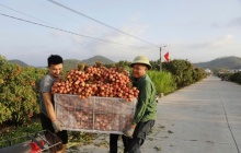 Bắc Ninh: Định vị phân khúc vải thiều cao cấp, bứt phá trên môi trường số