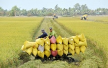 Ngành lúa gạo Việt Nam và bài toán nâng cao giá trị bền vững