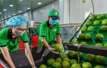 Bưởi và chanh Việt Nam rộng cửa xuất khẩu chính ngạch sang Trung Quốc