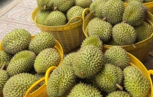 Xuất khẩu sầu riêng Việt đón cơ hội từ thị trường Ấn Độ