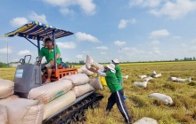 Giá gạo thế giới tăng mạnh, cơ hội để gạo Việt bứt phá