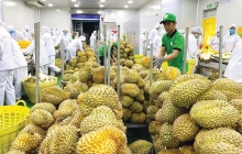 Xuất khẩu rau quả 'tăng tốc' bằng hộ chiếu xanh và chế biến sâu