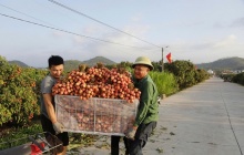 Bắc Ninh: Sản lượng vải thiều giảm 50%, doanh thu vẫn cán mốc 3.700 tỷ đồng