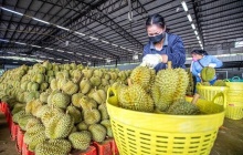 Nông sản Việt đối mặt những thách thức mới tại thị trường Trung Quốc 